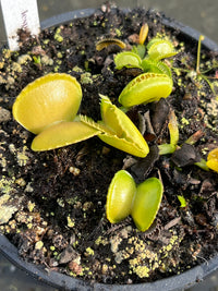 Dionaea «Harmony»