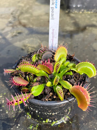 Dionaea «Black Pearl»