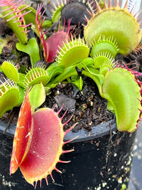 Dionaea «Black Pearl»