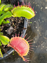Dionaea «Black Pearl»