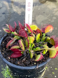 Dionaea «G09»