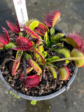 Dionaea «G09»