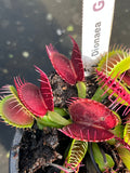 Dionaea «G09»