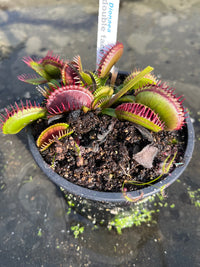 Dionaea «Double Face»
