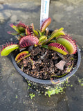 Dionaea «Double Face»
