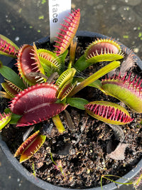 Dionaea «Double Face»