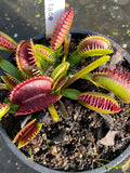 Dionaea «Double Face»
