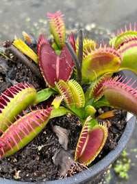 Dionaea «Double Face»