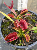 Dionaea «Cropped Teeth Blotchy»
