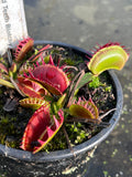 Dionaea «Cropped Teeth Blotchy»