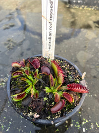 Dionaea «Australian Red Rossed»