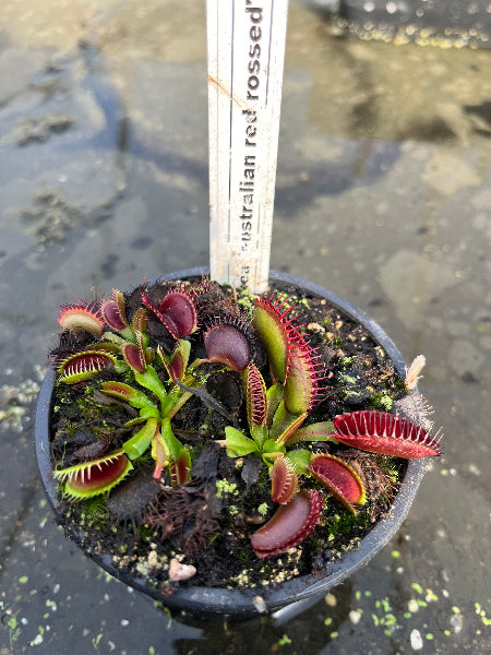 Dionaea «Australian Red Rossed»