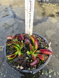 Dionaea «Australian Red Rossed»