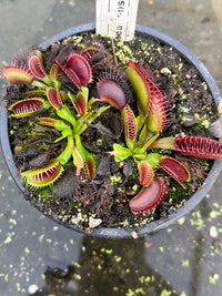 Dionaea «Australian Red Rossed»