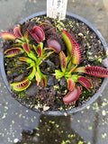 Dionaea «Australian Red Rossed»