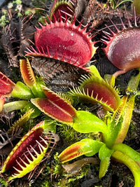 Dionaea «Australian Red Rossed»