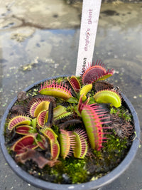 Dionaea «Dingley’s Giant»
