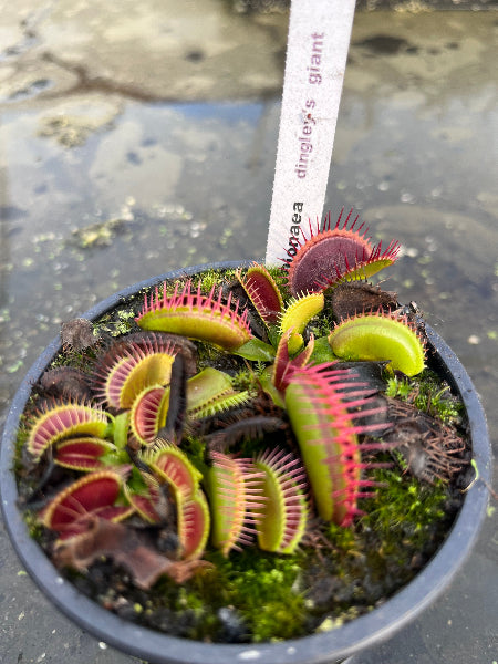 Dionaea «Dingley’s Giant»