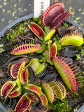 Dionaea «Dingley’s Giant»