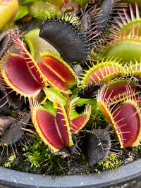 Dionaea «Dingley’s Giant»