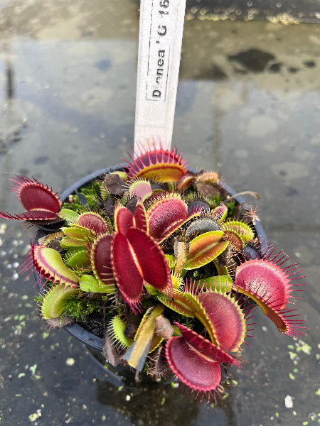 Dionaea «G16»