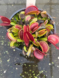 Dionaea «G16»