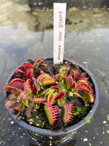 Dionaea «Low Giant»