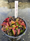 Dionaea «Low Giant»