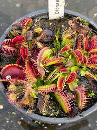 Dionaea «Low Giant»
