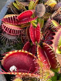 Dionaea «Low Giant»