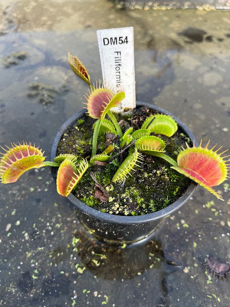 Dionaea «Filiformis Green»