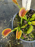 Dionaea «Filiformis Green»