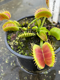 Dionaea «Filiformis Green»