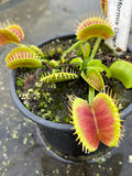 Dionaea «Filiformis Green»