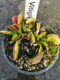 Dionaea «Vitiglio»