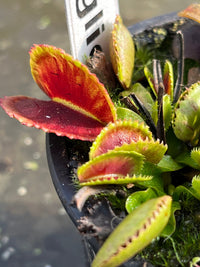 Dionaea «Vitiglio»