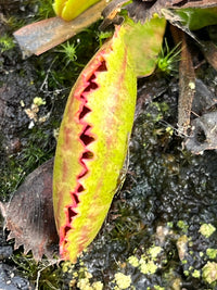 Dionaea «Vitiglio»