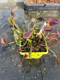 Dionaea «Spider»