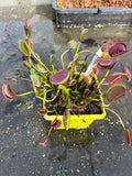 Dionaea «Spider»