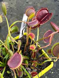 Dionaea «Spider»