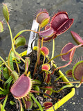 Dionaea «Spider»