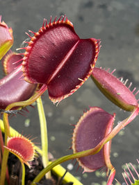 Dionaea «Spider»
