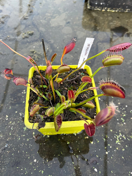 Dionaea «Vertical»