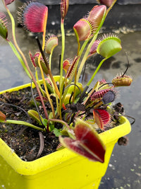 Dionaea «Vertical»