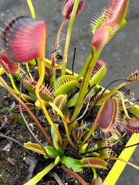 Dionaea «Vertical»