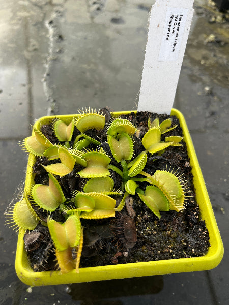 Dionaea «GJ Green shuppensteil»