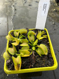 Dionaea «GJ Green shuppensteil»