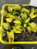Dionaea «GJ Green shuppensteil»