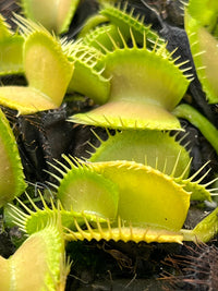 Dionaea «GJ Green shuppensteil»