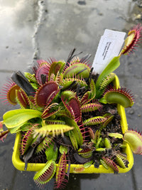 Dionaea «GJ Giant Form»